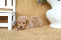 Charlie, a male Poodle - Toy  for sale in Conway, AR – 5 of 5