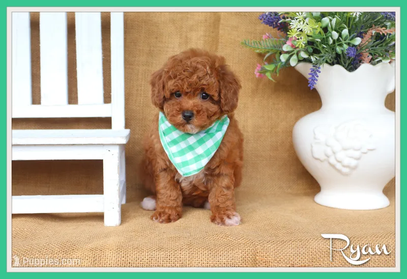Ryan – Poodle - Miniature  puppy for sale in Conway, AR