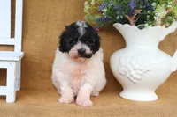 Elliot, a male Poodle - Miniature  for sale in Conway, AR – 7 of 7