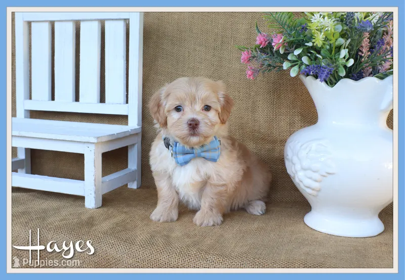 Hayes – Havanese puppy for sale in Conway, AR