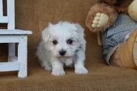 Micah, a male Maltese for sale in Conway, AR – 7 of 7