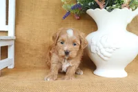 Connor, a male Havapoo for sale in Conway, AR – 3 of 5