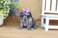 Kylie, a female Cavapoo for sale in Conway, AR – 4 of 5