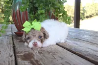 Nyla, a female Poodle - Toy  for sale in Conway, AR – 4 of 5