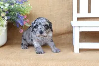 Kylie, a female Cavapoo for sale in Conway, AR – 5 of 5