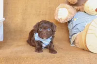 Rhett, a male Yorkipoo for sale in Conway, AR – 2 of 4