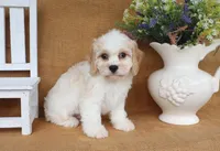 Tucker, a male Cavachon for sale in Conway, AR – 2 of 5