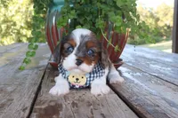 Alex, a male Cavapoo for sale in Conway, AR – 3 of 5