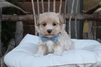 Xavier, a male Maltipoo for sale in Conway, AR – 2 of 8