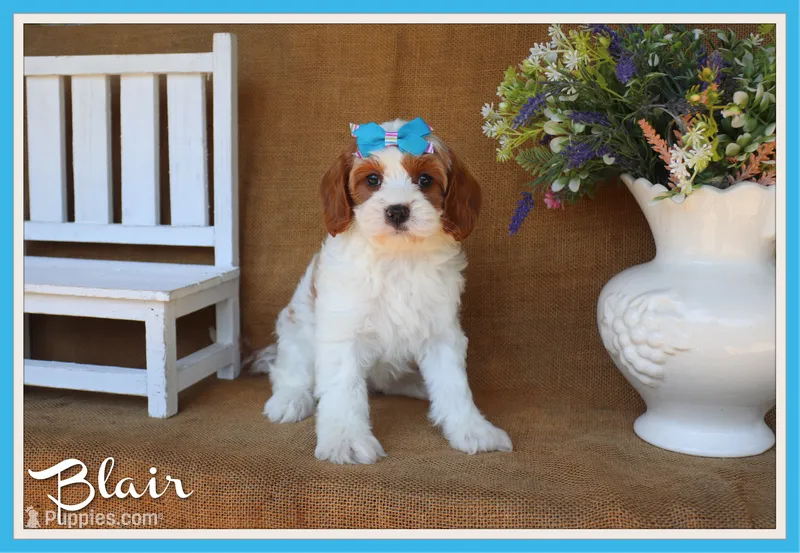 Blair – Cavapoo puppy for sale in Conway, AR