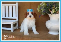 Blair, a female Cavapoo for sale in Conway, AR – 1 of 5