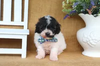 Elliot, a male Poodle - Miniature  for sale in Conway, AR – 2 of 7