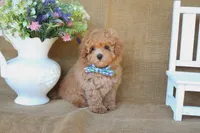 Miles, a male Maltipoo for sale in Conway, AR – 5 of 9