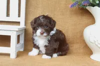 Sophie, a female Yorkipoo for sale in Conway, AR – 6 of 6