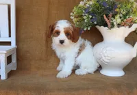 Blair, a female Cavapoo for sale in Conway, AR – 4 of 5