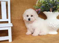 Beau, a male Bichon Frise for sale in Conway, AR – 7 of 8