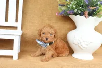 Finn, a male Poodle - Toy  for sale in Conway, AR – 3 of 5