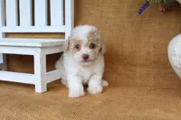 Delilah, a female Poodle - Toy  for sale in Conway, AR – 3 of 4