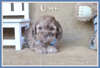 Crew, a male Cockapoo for sale in Conway, AR – 1 of 4