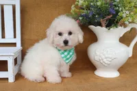 Beau, a male Bichon Frise for sale in Conway, AR – 4 of 8