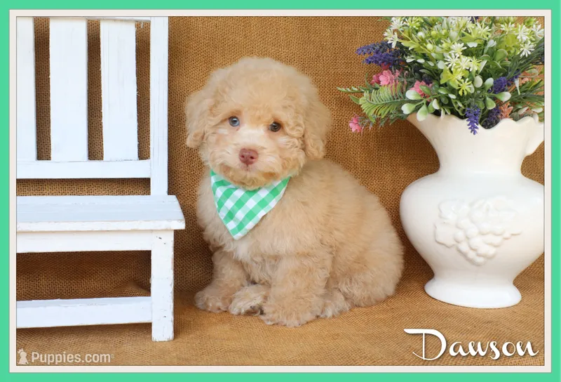 Dawson – Poodle - Toy  puppy for sale in Conway, AR