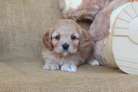 Claire, a female Cockapoo for sale in Conway, AR – 3 of 5