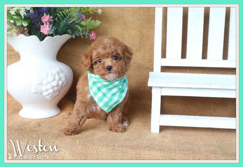 Weston – Poodle - Toy  puppy for sale in Conway, AR
