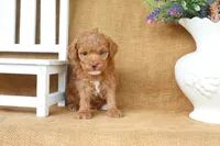 William, a male Poodle - Toy  for sale in Conway, AR – 4 of 5