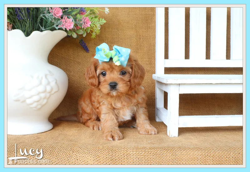 Lucy – Cavapoo puppy for sale in Conway, AR