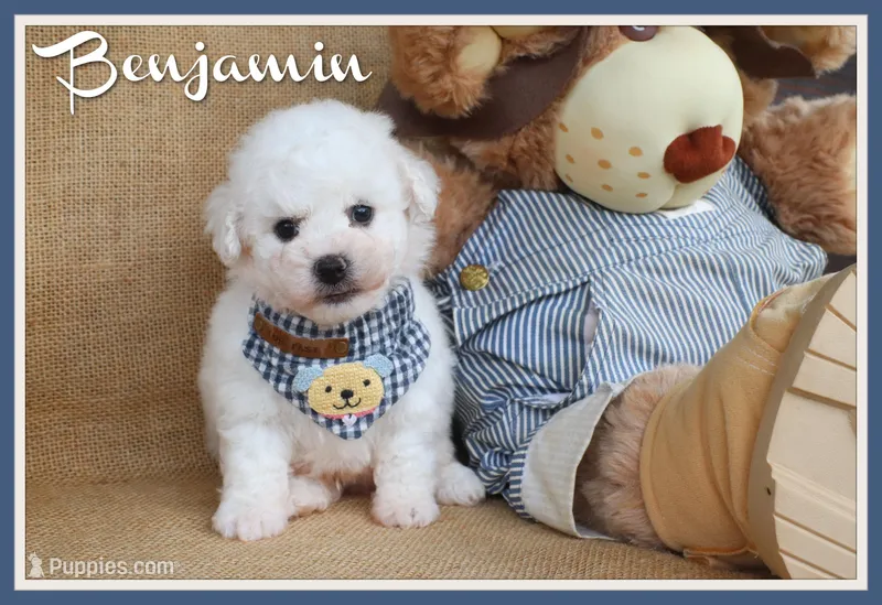 Benjamin – Bichon Frise puppy for sale in Conway, AR