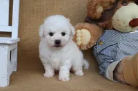 Benjamin, a male Bichon Frise for sale in Conway, AR – Photo 3 of 4