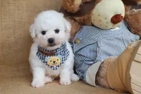 Benjamin, a male Bichon Frise for sale in Conway, AR – Photo 2 of 4