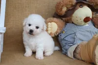 Benjamin, a male Bichon Frise for sale in Conway, AR – Photo 4 of 4