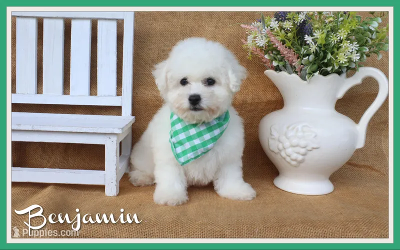 Benjamin – Bichon Frise puppy for sale in Conway, AR