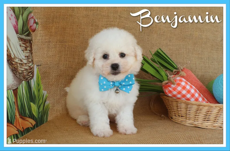 Benjamin – Bichon Frise puppy for sale in Conway, AR