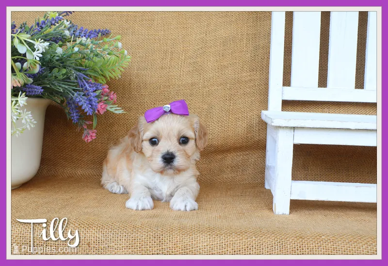 Tilly – Cavachon puppy for sale in Conway, AR