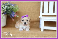 Tilly, a female Cavachon for sale in Conway, AR – 1 of 5