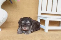 Wesley, a male Havanese for sale in Conway, AR – 2 of 4