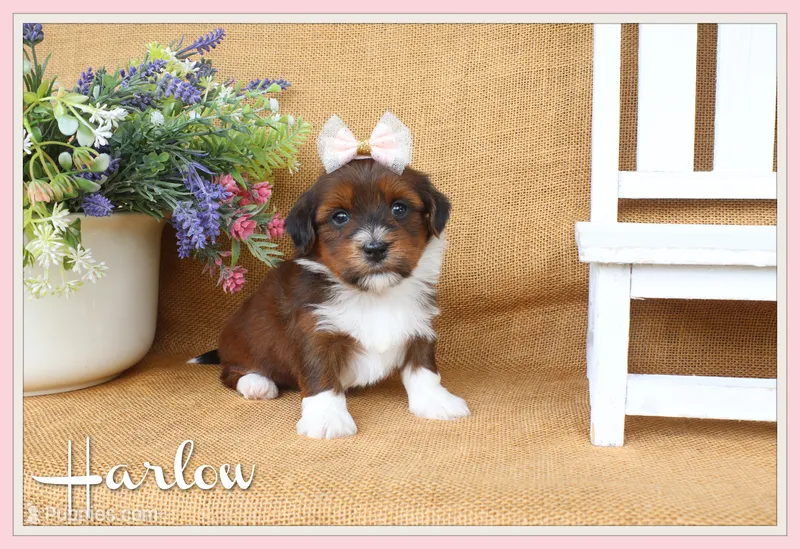 Harlow – Havanese puppy for sale in Conway, AR