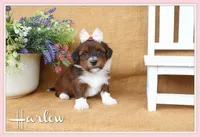 Harlow, a female Havanese for sale in Conway, AR – 1 of 6