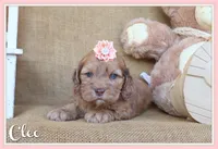 Cleo, a female Cockapoo for sale in Conway, AR – 1 of 4