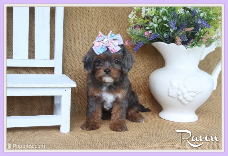 Raven – Cavapoo puppy for sale in Conway, AR