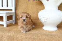 Maisie, a female Maltipoo for sale in Conway, AR – 2 of 4