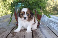 Adam, a male Cavapoo for sale in Conway, AR – 5 of 6