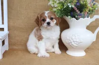 Wendy, a female Cavapoo for sale in Conway, AR – 5 of 5