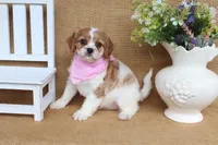 Wendy, a female Cavapoo for sale in Conway, AR – 4 of 5