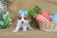 Wendy, a female Cavapoo for sale in Conway, AR – Photo 7 of 8