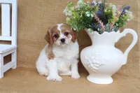 Wendy, a female Cavapoo for sale in Conway, AR – 2 of 5