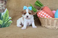 Wendy, a female Cavapoo for sale in Conway, AR – Photo 2 of 8