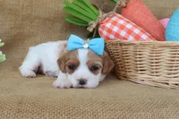 Wendy, a female Cavapoo for sale in Conway, AR – Photo 6 of 8